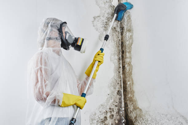 Best Black Mold Remediation in Athens, WV