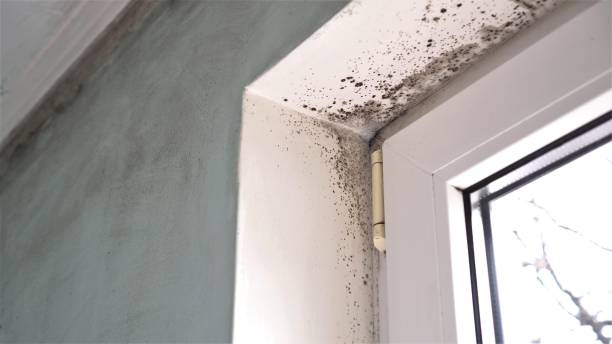 Best Industrial Mold Remediation in Athens, WV