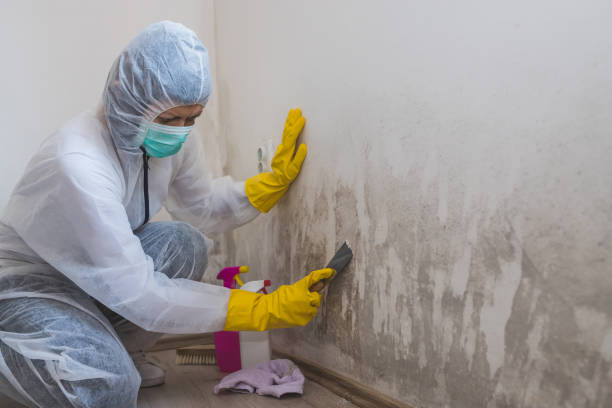 Best Emergency Mold Remediation in Athens, WV