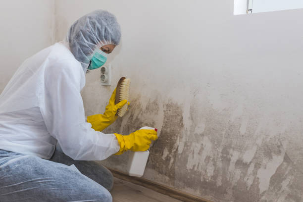 Trusted Athens, WV Mold Remediation Experts