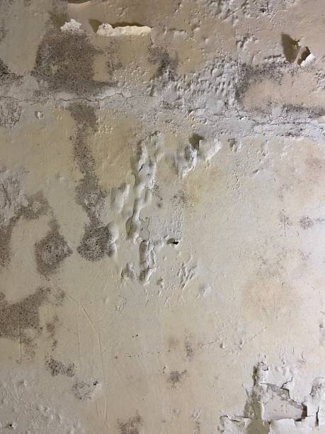 Best White Mold Remediation in Athens, WV