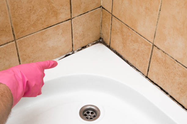 Best Residential Mold Remediation in Athens, WV
